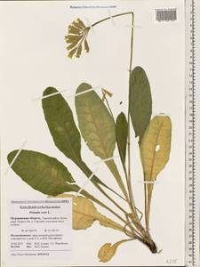 Primula veris, Eastern Europe, Northern region (E1) (Russia)