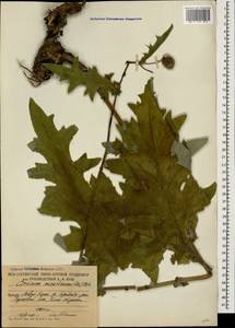 Lophiolepis ossetica subsp. ossetica, Caucasus, South Ossetia (K4b) (South Ossetia)