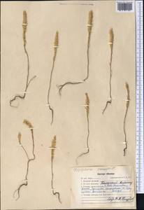 Ziziphora tenuior L., Middle Asia, Western Tian Shan & Karatau (M3) (Kazakhstan)