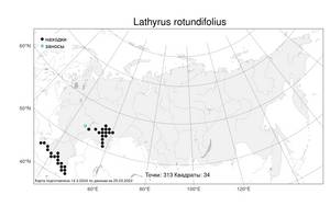 Lathyrus rotundifolius Willd., Atlas of the Russian Flora (FLORUS) (Russia)