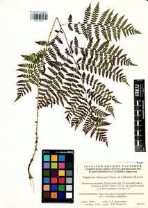 Diplazium sibiricum (Turcz. ex Kunze) Sa.Kurata, Siberia, Baikal & Transbaikal region (S4) (Russia)