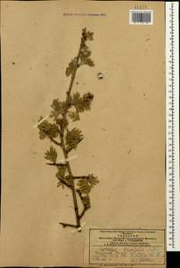 Crataegus orientalis Pall. ex M. Bieb., Caucasus, Armenia (K5) (Armenia)