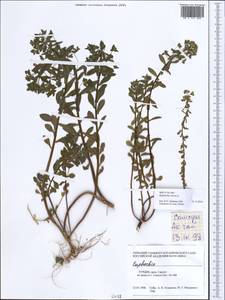 Euphorbia stricta L., South Asia, South Asia (Asia outside ex-Soviet states and Mongolia) (ASIA) (Turkey)