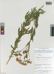 Jacobaea erucifolia (L.) G. Gaertn., B. Mey. & Scherb., Siberia, Altai & Sayany Mountains (S2) (Russia)