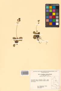 Micranthes calycina (Sternb.) Gornall & H. Ohba, Siberia, Chukotka & Kamchatka (S7) (Russia)