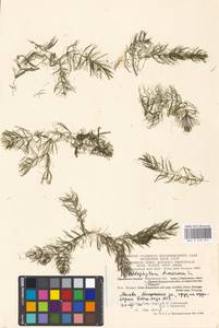 Ceratophyllum demersum L., Eastern Europe, Moscow region (E4a) (Russia)