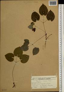 Epimedium koreanum Nakai, Siberia, Russian Far East (S6) (Russia)