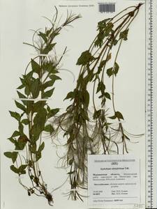 Epilobium alsinifolium Vill., Eastern Europe, Northern region (E1) (Russia)