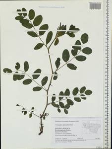 Astragalus glycyphyllos L., Eastern Europe, Central region (E4) (Russia)