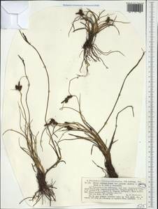 Carex extensa Gooden., Western Europe (EUR) (Germany)