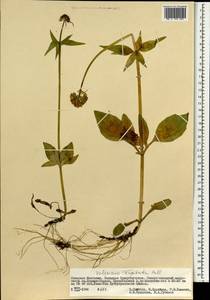 Valeriana capitata Link, Mongolia (MONG) (Mongolia)