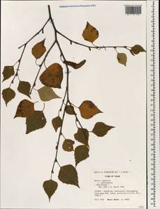 Betula platyphylla Sukaczev, South Asia, South Asia (Asia outside ex-Soviet states and Mongolia) (ASIA) (China)