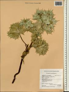 Eryngium maritimum L., South Asia, South Asia (Asia outside ex-Soviet states and Mongolia) (ASIA) (Cyprus)
