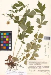 Geum × intermedium Ehrh., Eastern Europe, Moscow region (E4a) (Russia)