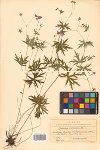 Geranium dahuricum DC., Siberia, Russian Far East (S6) (Russia)