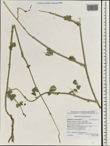 Pergularia tomentosa L., South Asia, South Asia (Asia outside ex-Soviet states and Mongolia) (ASIA) (Israel)