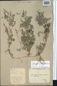 Astragalus contortuplicatus L., Middle Asia, Caspian Ustyurt & Northern Aralia (M8) (Kazakhstan)