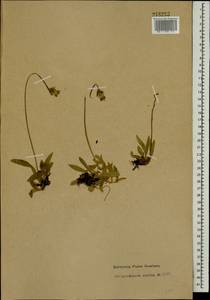 Pilosella officinarum Vaill., Eastern Europe, Northern region (E1) (Russia)