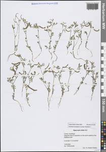 Hippocrepis ciliata Willd., Crimea (KRYM) (Russia)