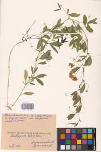 Lathyrus tuberosus L., Eastern Europe, Lower Volga region (E9) (Russia)