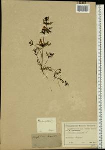 Pedicularis palustris, Eastern Europe, Moscow region (E4a) (Russia)