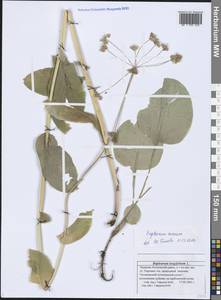 Bupleurum aureum Fisch., Eastern Europe, Middle Volga region (E8) (Russia)