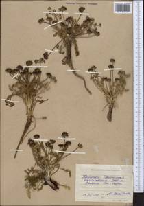 Schulzia crinita (Pall.) Spreng., Middle Asia, Western Tian Shan & Karatau (M3) (Kyrgyzstan)