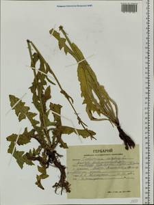 Cichorium intybus L., Siberia, Altai & Sayany Mountains (S2) (Russia)