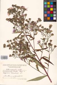 Symphyotrichum ×versicolor (Willd.) G. L. Nesom, Eastern Europe, Moscow region (E4a) (Russia)