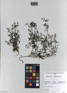 KUZ 000 478, Fumaria officinalis L., Siberia, Altai & Sayany Mountains (S2) (Russia)