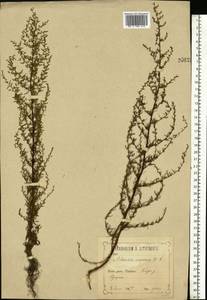 Artemisia scoparia Waldst. & Kit., Eastern Europe, Central forest-and-steppe region (E6) (Russia)