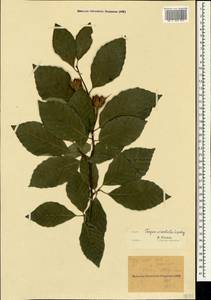 Fagus orientalis Lipsky, Crimea (KRYM) (Russia)