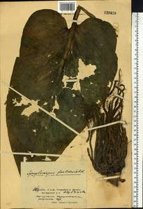 Symplocarpus foetidus (L.) Salisb. ex W.P.C.Barton, Siberia, Russian Far East (S6) (Russia)