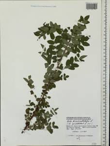 Rosa spinosissima L., Eastern Europe, Moscow region (E4a) (Russia)