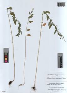 KUZ 003 596, Chenopodium suecicum Murr, Siberia, Altai & Sayany Mountains (S2) (Russia)