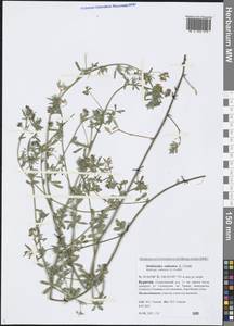 Medicago ruthenica (L.) Trautv., Siberia, Baikal & Transbaikal region (S4) (Russia)