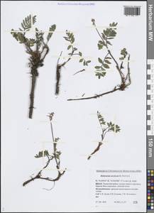 Hedysarum hedysaroides subsp. arcticum (B.Fedtsch.) P.W.Ball, Siberia, Western Siberia (S1) (Russia)
