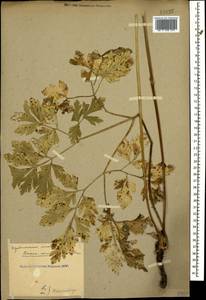 Physospermum cornubiense (L.) DC., Caucasus, Stavropol Krai, Karachay-Cherkessia & Kabardino-Balkaria (K1b) (Russia)