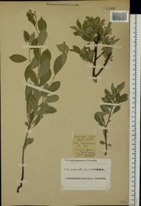 Prunus, Eastern Europe, Eastern region (E10) (Russia)