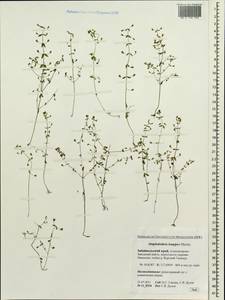 Omphalothrix longipes Maxim., Siberia, Baikal & Transbaikal region (S4) (Russia)