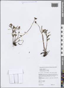 Phedimus aizoon (L.) 't Hart, Siberia, Baikal & Transbaikal region (S4) (Russia)