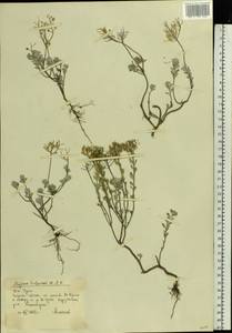 Odontarrhena tortuosa subsp. tortuosa, Eastern Europe, Eastern region (E10) (Russia)