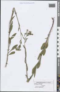 Erigeron annuus (L.) Pers., Eastern Europe, Middle Volga region (E8) (Russia)