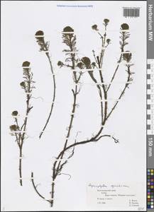 Myriophyllum aquaticum (Vell.) Verdc., Caucasus, Black Sea Shore (from Novorossiysk to Adler) (K3) (Russia)