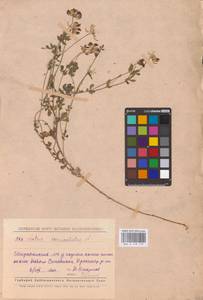 Lotus corniculatus L., Eastern Europe, Middle Volga region (E8) (Russia)