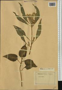 Celosia argentea f. cristata (L.) Schinz, Western Europe (EUR) (Not classified)