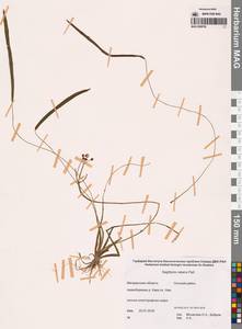 Sagittaria natans Pall., Siberia, Chukotka & Kamchatka (S7) (Russia)