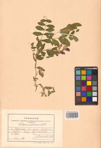 Lathyrus japonicus var. maritimus (L.) J.T.Kartesz & Gandhi, Siberia, Russian Far East (S6) (Russia)