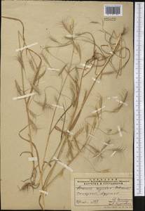 Bromus oxyodon Schrenk, Middle Asia, Pamir & Pamiro-Alai (M2) (Uzbekistan)