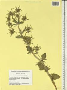 Eryngium planum L., Eastern Europe, Central forest-and-steppe region (E6) (Russia)